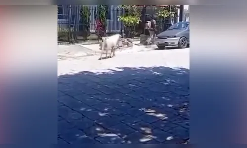 
							Bode surpreende trabalhadores e causa correria em rua de SC
						
						