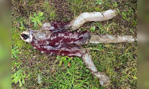 
							Criatura bizarra é encontrada por banhista em praia; veja as fotos
						
						