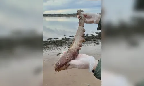 
							Criatura bizarra é encontrada por banhista em praia; veja as fotos
						
						