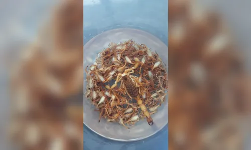 
							Moradores encontram 300 escorpiões em casa em uma semana no PR
						
						