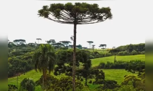 
							Indígena é condenado por abrir área do porte de 16 campos de futebol
						
						