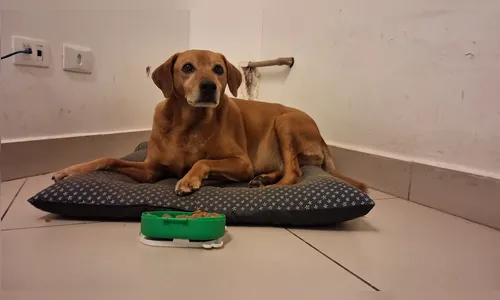 
							Vira-lata Juca conquista comerciantes e vira xodó no centro de Apucarana (PR)
						
						