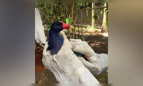 
							Jaçanã é resgatada no centro de Apucarana e solta no Bosque Municipal
						
						
