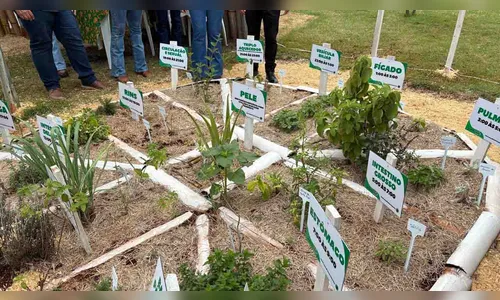 
							Projeto de plantas medicinais na Fazendinha da Expovale chama atenção
						
						
