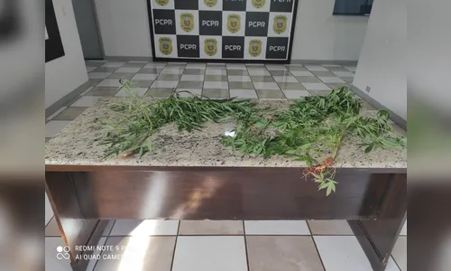 
							Suspeito é flagrado com pés de maconha dentro de casa em Apucarana
						
						