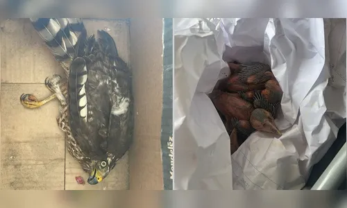 
							Universidade do PR assume cuidados de animais afetados por tornado
						
						