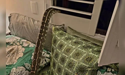 
							Australiana acorda com píton de 2,5 metros sobre o corpo; veja as fotos
						
						