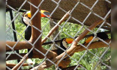 
							Bosque Municipal, uma história de mais de 60 anos
						
						