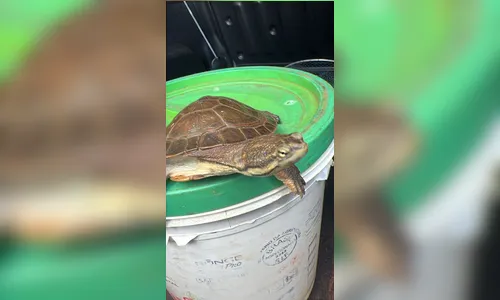 
							Cágado-de-barbicha é capturado no Conjunto Centauro em Arapongas
						
						