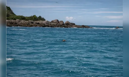 
							Filhote de elefante-marinho é devolvido ao mar no Paraná
						
						