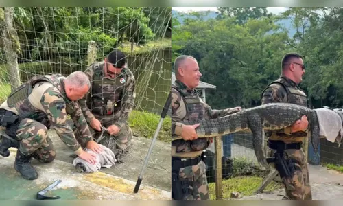 
							Deu ruim para o goleiro: jacaré fica preso em rede de gol e é resgatado em SC
						
						