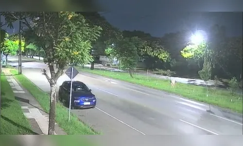 
							Mulher é flagrada vandalizando e arrancando 40 árvores em Curitiba
						
						