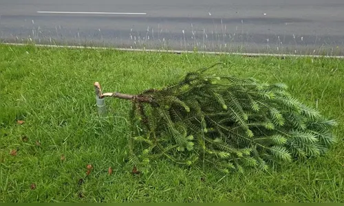 
							Mulher é flagrada vandalizando e arrancando 40 árvores em Curitiba
						
						