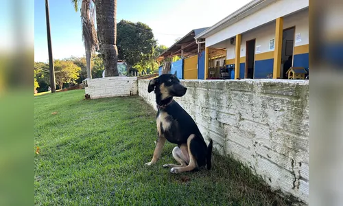 
							Fogos de artifício: saiba como proteger seu pet do barulho
						
						