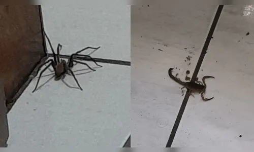 
							Moradora se assusta ao encontrar cascavel dentro de casa em Apucarana; veja o vídeo
						
						