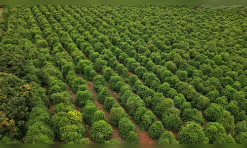 
							Café de Apucarana conquista selo de elite e entra para grupo exclusivo no Paraná
						
						