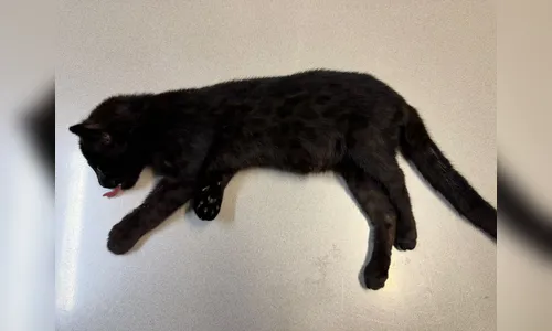 
							Filhote de gato-do-mato melânico é atropelado e resgatado em Cornélio Procópio
						
						