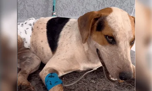 
							Violência contra animais: cachorro comunitário é morto a tiros no Paraná
						
						