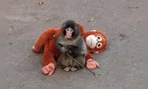 
							Após ser abandonado pela mãe, filhote adota pelúcia e emociona; veja fotos
						
						