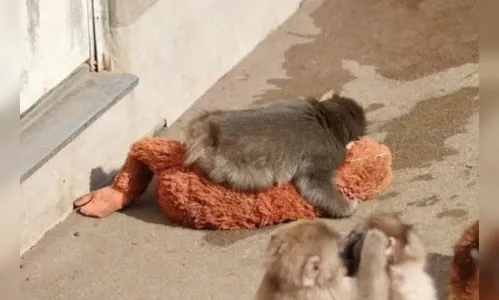 
							Após ser abandonado pela mãe, filhote adota pelúcia e emociona; veja fotos
						
						