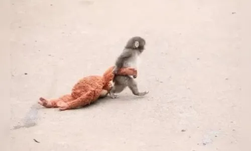 
							Após ser abandonado pela mãe, filhote adota pelúcia e emociona; veja fotos
						
						