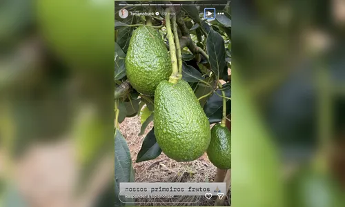 
							Apresentador da Globo tem fazenda com plantação do tamanho de 35 campos de futebol; saiba quem
						
						