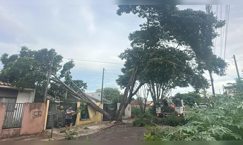
							Árvore cai em cima de casa e mobiliza Sema, Bombeiros e Copel em Apucarana
						
						