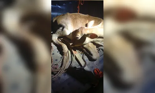 
							Bezerra é resgatada amarrada em porta-malas de carro em Apucarana
						
						