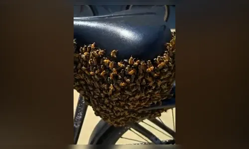 
							Enxame de abelhas 'invade' bicicleta e vídeo viraliza em Santa Catarina
						
						