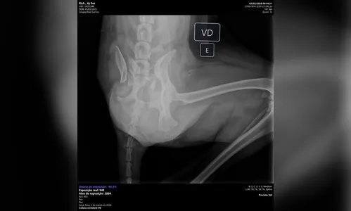 
							Cão de três patas atropelado em Apucarana precisa de ajuda para cirurgia
						
						