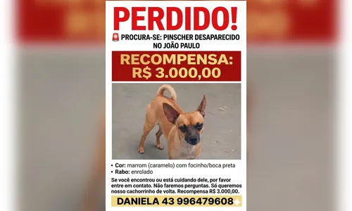 
							Família oferece R$ 3 mil por pinscher desaparecido em Apucarana
						
						