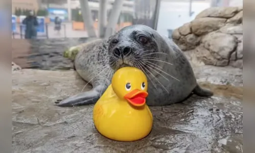
							Foca viraliza ao se apegar em patinho de borracha em aquário; veja fotos
						
						