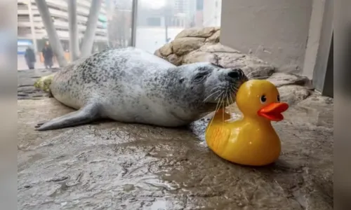 
							Foca viraliza ao se apegar em patinho de borracha em aquário; veja fotos
						
						