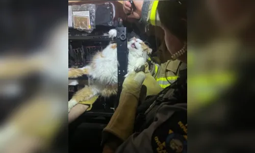 
							Gato acima do peso tenta fugir de consulta veterinária e fica entalado em cadeira; veja
						
						