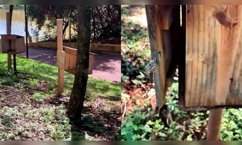 
							Ladrões arrombam caixas e furtam 10 mil abelhas sem ferrão de parque em Arapongas (PR)
						
						