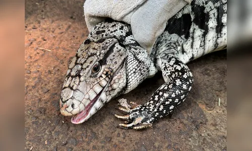 
							Apucaranense volta de viagem, encontra casa revirada e lagarto 
