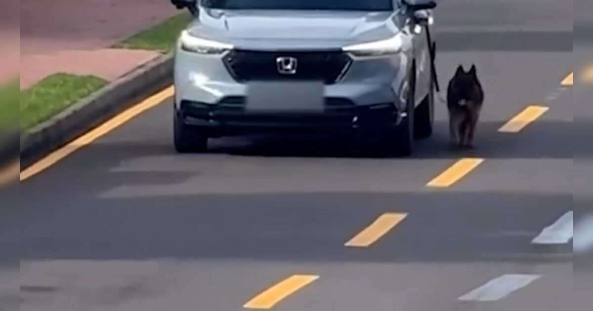 Polícia investiga motorista flagrado puxando cachorro pelo lado de fora de carro em movimento no PR