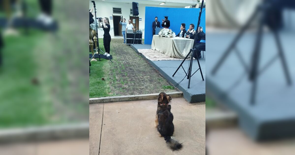 Conheça o cão universitário que tem três nomes e assiste as aulas em Apucarana