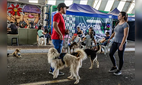 
							Arapongas encerra mutirão com mais de mil animais cadastrados para castração gratuita
						
						