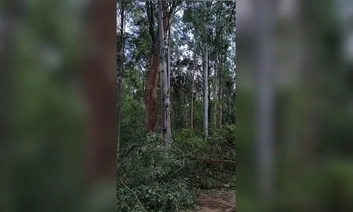 
							Árvore cai, rompe fiação elétrica e deixa trânsito lento entre Apucarana e Rio Bom
						
						