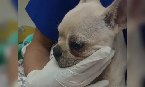 
							Cachorrinha é salva após engolir 55 pedras de crack em SC; tutora foi presa
						
						