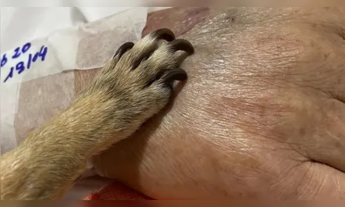 
							Cachorrinha visita tutor no hospital e homem morre após despedida
						
						