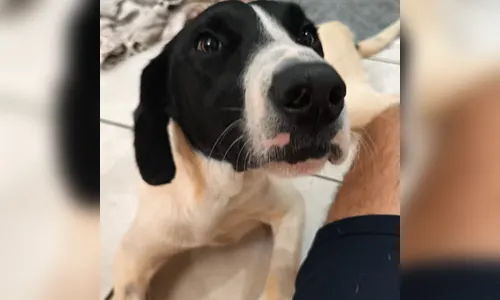 
							Comunidade da Unespar faz vaquinha para cirurgia de cão 'reitor' do campus em Apucarana
						
						