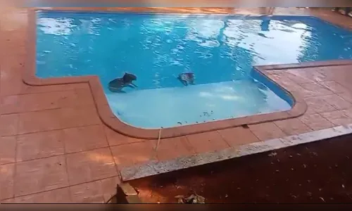 
							Capivaras são resgatadas após invadirem piscina de chácara em Apucarana (PR); veja vídeo
						
						