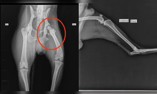 
							Comunidade da Unespar faz vaquinha para cirurgia de cão 'reitor' do campus em Apucarana
						
						