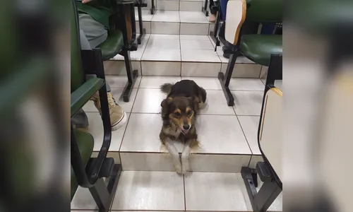 
							Comunidade da Unespar faz vaquinha para cirurgia de cão 'reitor' do campus em Apucarana
						
						
