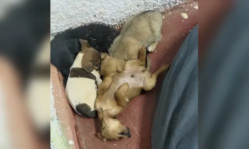 
							Conheça o cão universitário que tem três nomes e assiste as aulas em Apucarana
						
						