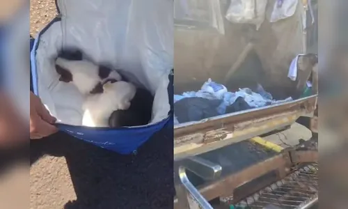 
							Filhotinhos quase são compactados em caminhão de lixo, mas acabam salvos por coletores
						
						