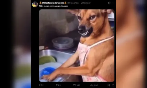 
							México reconhece “cachorro caramelo” como raça nacional e brasileiros reagem
						
						