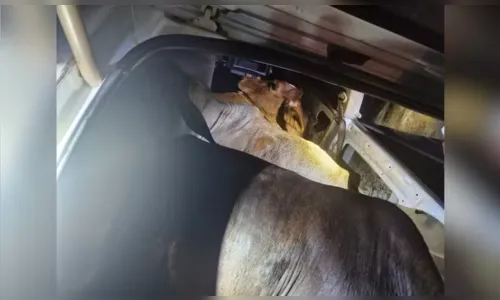 
							Polícia encontra bois furtados espremidos dentro de carro; veja
						
						
